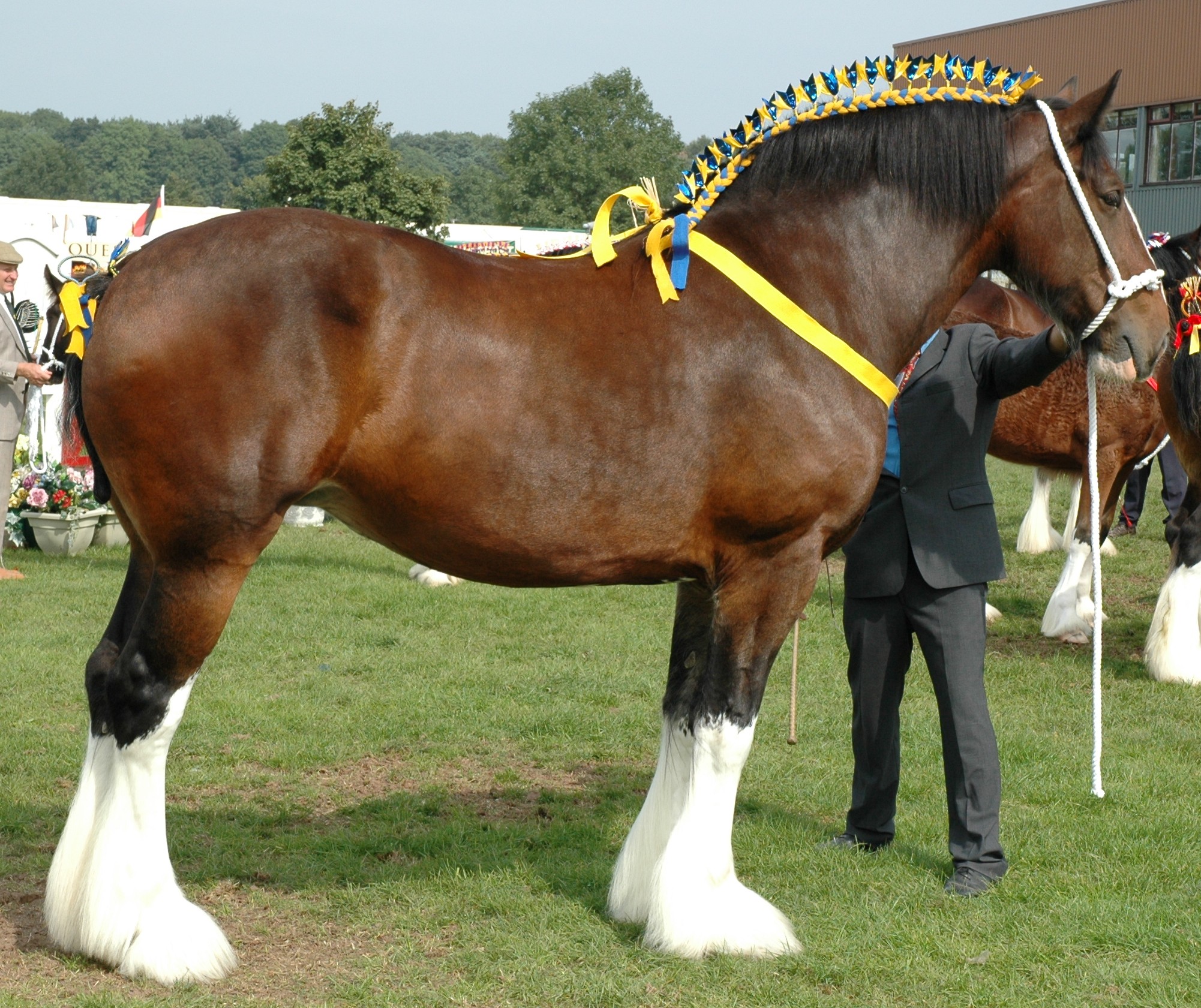 Shire Horse